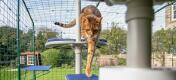 Katt som klatrer ned Freestyle utendørs kattetreet i en catio i hagen