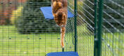 Katt hopper ned fra stoff kattehylle i Omlet utendørs catio run