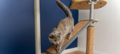 Katt på Freestyle innendørs gulv til tak kattetreplattform med utskiftbar sisal