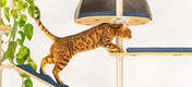 Katt som klatrer Freestyle innendørs gulv til tak kattetre