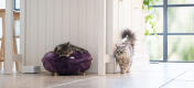 Katter på et kjøkken, en av dem sover i en fikenlilla myk Maya smultring-kattseng