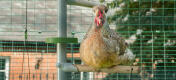 Nærbilde av kylling som sitter på Omlet chicken Poletree underholdningssystem innsiden av Omlet walk in chicken run