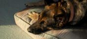 Nærbilde av schæferhund på en komfortabel Omlet stor pute hundeseng