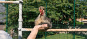 Kylling sitter på Poletree kylling underholdningssystem mens personen holder ut hånden