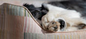 Mønsterdetalj av støttende og komfortabel Omlet nest hundeseng
