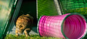 Kanin som hopper inn i et Eglu Go bur ved siden av en rosa leketunnel.