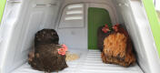 Kyllinger som nyter hekkeboksen inne i Eglu Go opp i hønsegården.