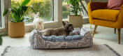 To frenchies i en stue med den stilige Omletnærbilde av en hund poter i en komfortabel Omlet nest hundeseng