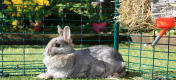Både store og små kaniner vil kose seg i kaningården