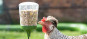 Kylling som inspiserer Omlet -peck-leketøyet
