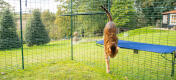 Katt hopper ned fra blå Omlet utendørs stoff kattehylle i utendørs catio
