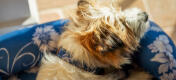 Terrier som slapper av på en Omlet bolster hundeseng
