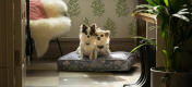 To chihuahuaer på en lett å rengjøre og transportabel Omlet pute hundeseng
