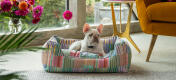 Hvit frenchie liggende i en komfortabel og stilig Omlet nest hundeseng