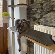 Grå katt som sitter på en hylle av innendørs kattetreet sitt