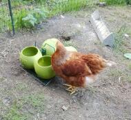 Kylling undersøker glug og grub feeder og drinkers