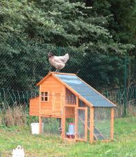 Kylling sitter på hønsegård i tre omgitt av Omlet kyllinggjerde