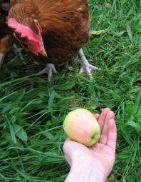 Kylling ser opp eple