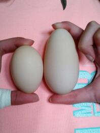 Sammenligne egg