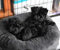 To små svarte hunder på en smultringformet seng