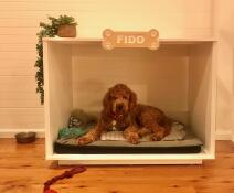 En hund som hviler i Fido hundehuset.