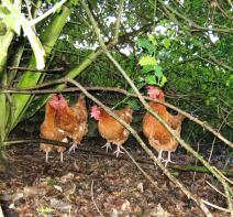 Fire kyllinger i skogen