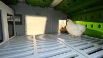 Kyllinger som nyter dagslyset som kommer inn i Eglu pro med Lux -panelet.