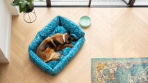 Flyfoto av en schäferhund som ligger i en blå hundeseng i en moderne bolig.