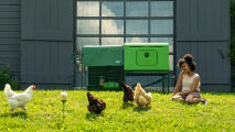 Kvinne som sitter i gresset ved siden av hønsegården og ser på hønene som går fritt omkring