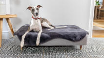 Greyhound liggende på en stor Topology hundeseng med grå saueskinnstopper