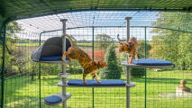 En katt som klatrer over Freestyle kattetreet som er satt opp med diverse tilbehør.