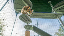 En katt som klatrer ned trappetrinnene som er festet til det utendørs Freestyle kattetreet.