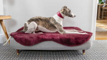 Greyhound på en Topology hundeseng med en lilla saueskinnstopp