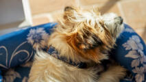 Nærbilde av en terrier som hviler hodet på en sengepute i gardenia-porselen.
