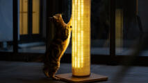 Katt som strekker seg opp mot Switch katteklør med varm lysinnstilling