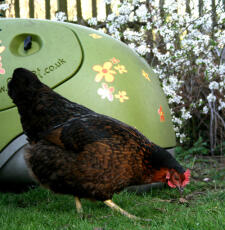 Kylling foran grønn Eglu hønsegård i hagen