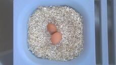 Aubiose er behagelig og absorberende i hekkeboksen - ferske egg fra daphne og mar Go !
