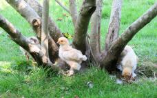 Kyllinger etter tre