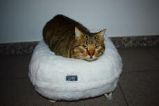 En katt som sitter i brødstilling i sin hvite smultringformede seng