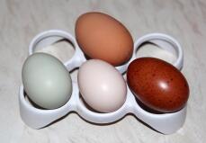 Egg fra Ex batterihøne (topp), krembenstang, laksefarver og sort kobbermaran