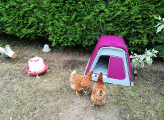 To kyllinger som observerer innsiden av den rosa hagen deres