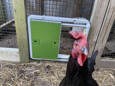 En nysgjerrig kylling foran den grønne automatiske døren hennes festet til et løp
