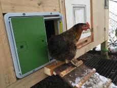 En kylling som kommer ut av gården hennes gjennom den automatiske hagen hennes