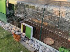 En kylling som kommer ut av henne, løp gjennom en automatisk gårdsdør