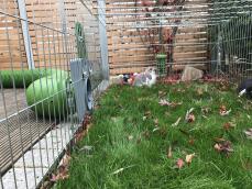Kanin spiser fra en Caddi inne i en kaninløp med en Zippi tunnel