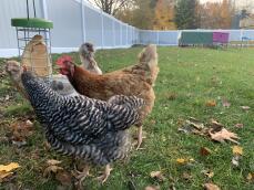 Kyllinger som plukker mat fra Godbitholderen