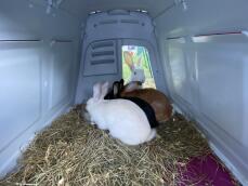 Tre kaniner spiser inne i hytta, en annen observerer fra utsiden
