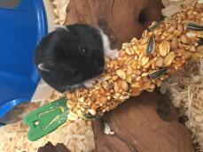 En liten svart hamster som spiser på et stort leketøy i et bur