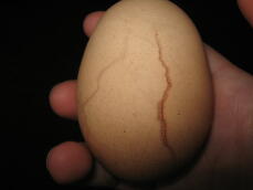 Egg i hånden