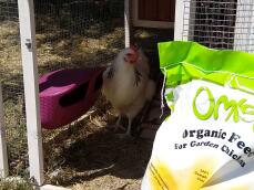 Omlet økologisk kyllingfôr og kylling med fôr